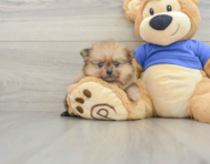 6 week old Pomeranian Puppy For Sale - Florida Fur Babies