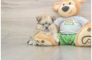 Hypoallergenic Pomeranian Purebred Pup