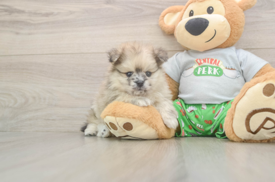 Hypoallergenic Pomeranian Purebred Pup