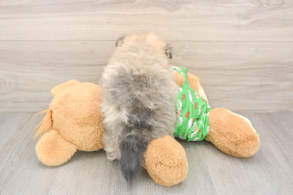 Popular Pomeranian Baby