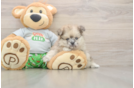 Playful Pomeranian Purebred Pup