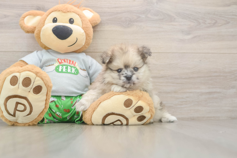Playful Pomeranian Purebred Pup