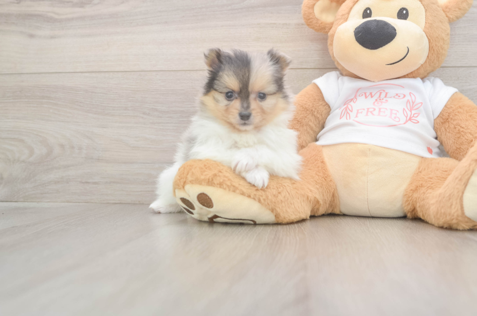 5 week old Pomeranian Puppy For Sale - Florida Fur Babies