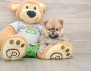 8 week old Pomeranian Puppy For Sale - Florida Fur Babies