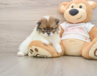 11 week old Pomeranian Puppy For Sale - Florida Fur Babies