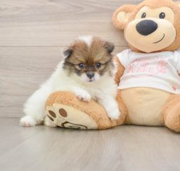 9 week old Pomeranian Puppy For Sale - Florida Fur Babies