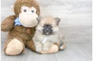Meet Franco - our Pomeranian Puppy Photo 2/3 - Florida Fur Babies