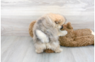 Meet Franco - our Pomeranian Puppy Photo 3/3 - Florida Fur Babies