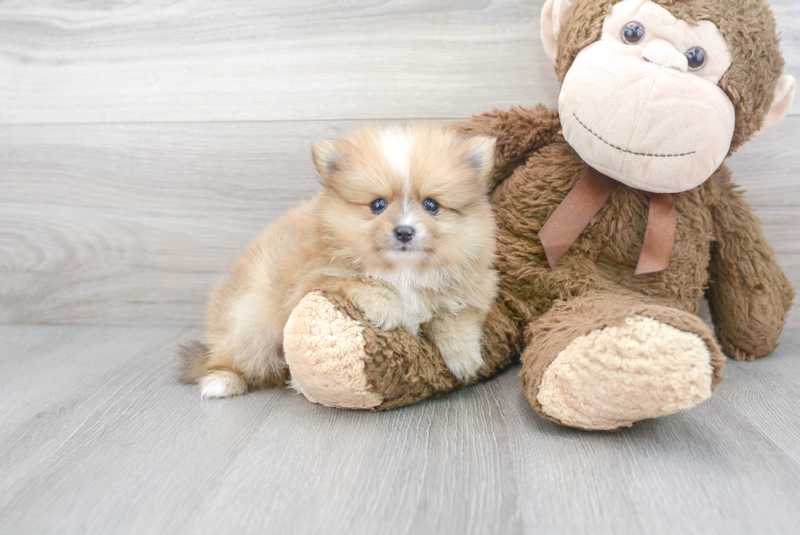 Meet Franco - our Pomeranian Puppy Photo 2/3 - Florida Fur Babies