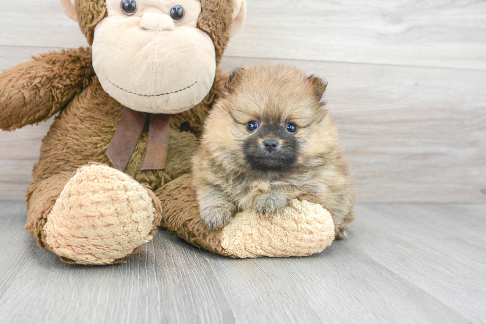 Fluffy Pomeranian Purebred Puppy