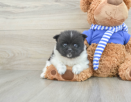 7 week old Pomeranian Puppy For Sale - Florida Fur Babies