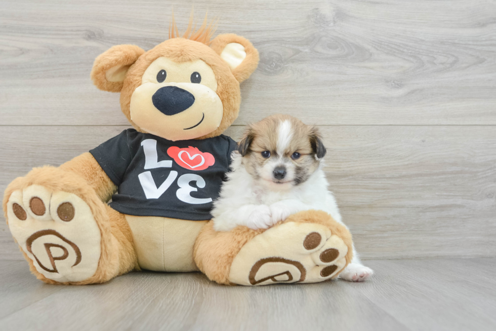 Fluffy Swergspitz Purebred Puppy