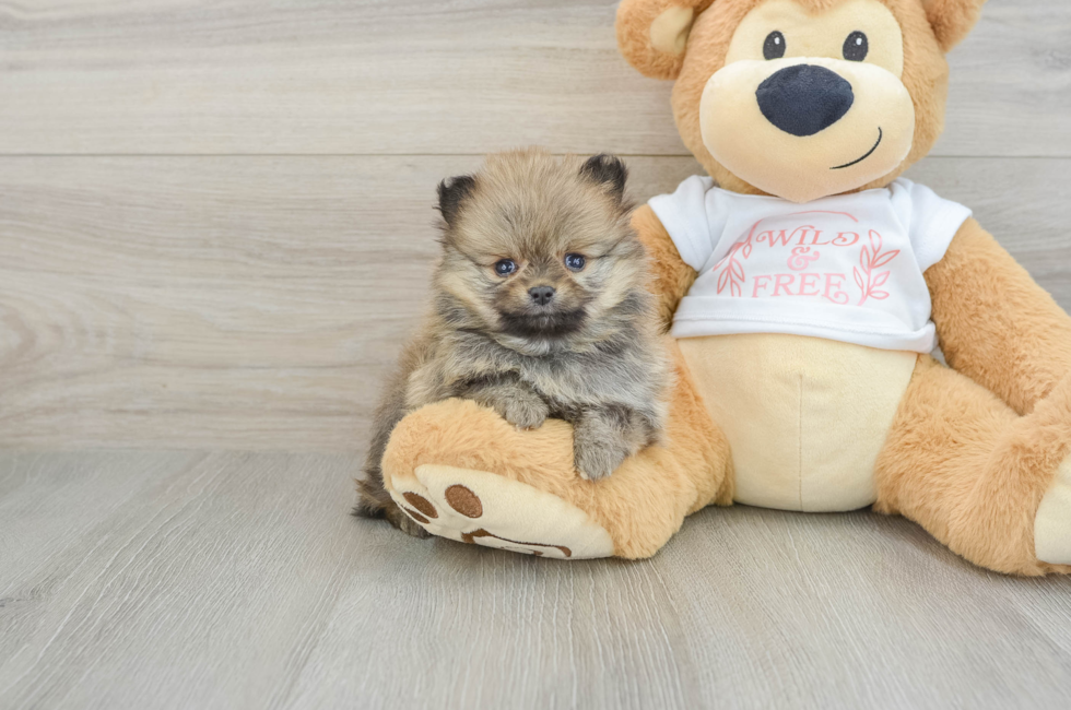 5 week old Pomeranian Puppy For Sale - Florida Fur Babies