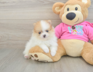 6 week old Pomeranian Puppy For Sale - Florida Fur Babies