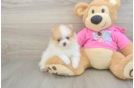 Pomeranian Puppy for Adoption