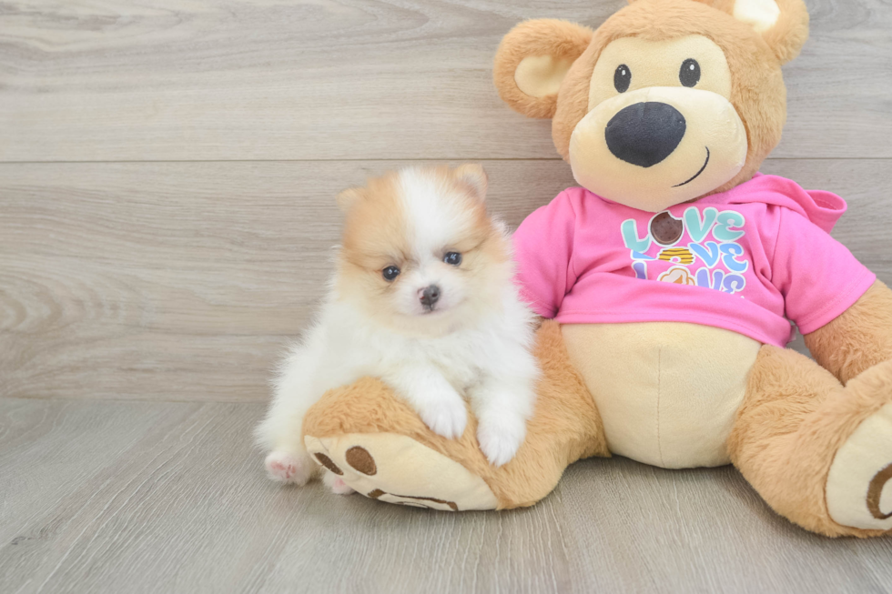 Pomeranian Puppy for Adoption