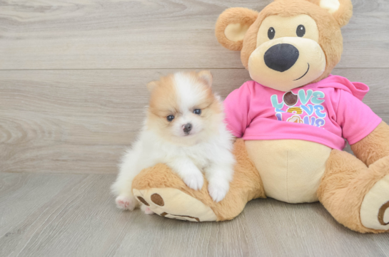 Pomeranian Puppy for Adoption