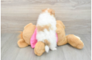 Popular Pomeranian Baby