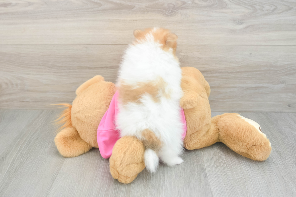 Popular Pomeranian Baby