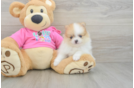 Playful Pomeranian Baby