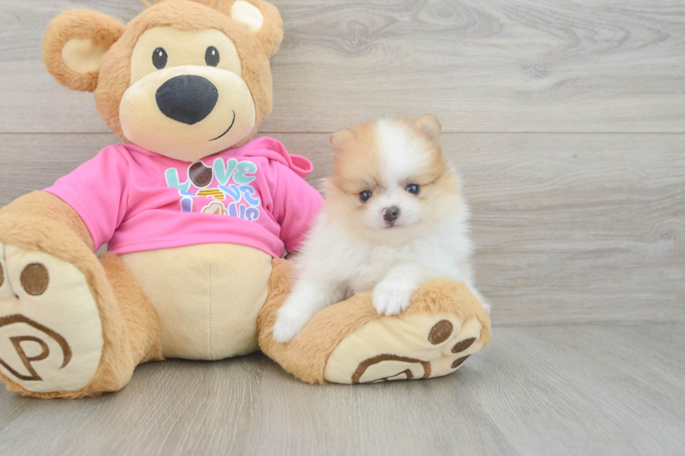 Playful Pomeranian Baby