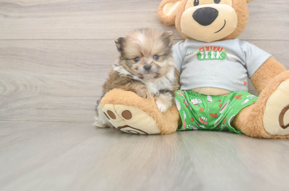 5 week old Pomeranian Puppy For Sale - Florida Fur Babies