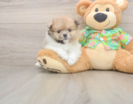 7 week old Pomeranian Puppy For Sale - Florida Fur Babies