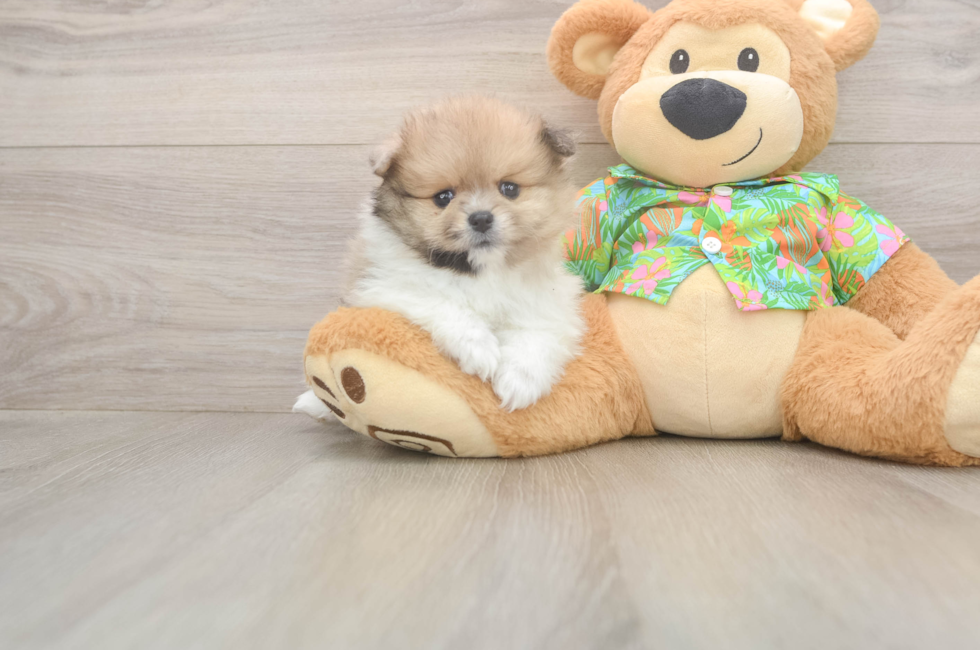 5 week old Pomeranian Puppy For Sale - Florida Fur Babies
