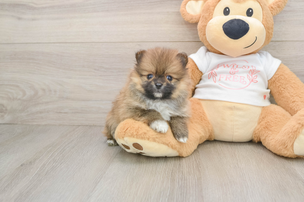 Playful Pomeranian Baby