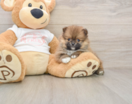 8 week old Pomeranian Puppy For Sale - Florida Fur Babies