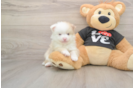Funny Pomeranian Purebred Pup