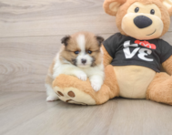 7 week old Pomeranian Puppy For Sale - Florida Fur Babies