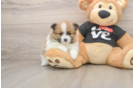 Pomeranian Pup Being Cute