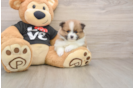 Hypoallergenic Pomeranian Purebred Pup