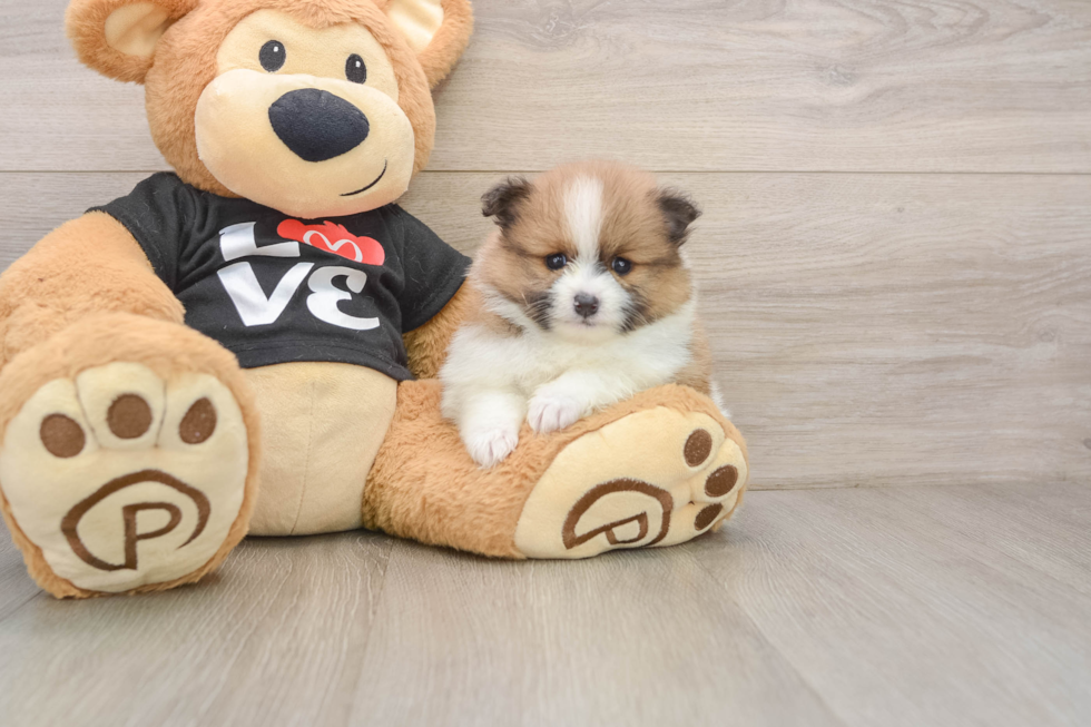 Hypoallergenic Pomeranian Purebred Pup