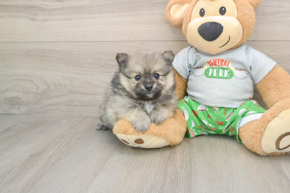 Akc Registered Pomeranian Baby