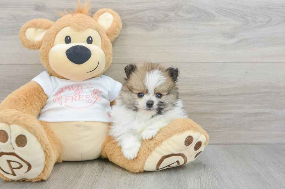 5 week old Pomeranian Puppy For Sale - Florida Fur Babies