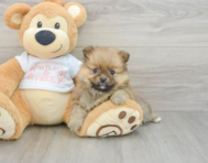 7 week old Pomeranian Puppy For Sale - Florida Fur Babies