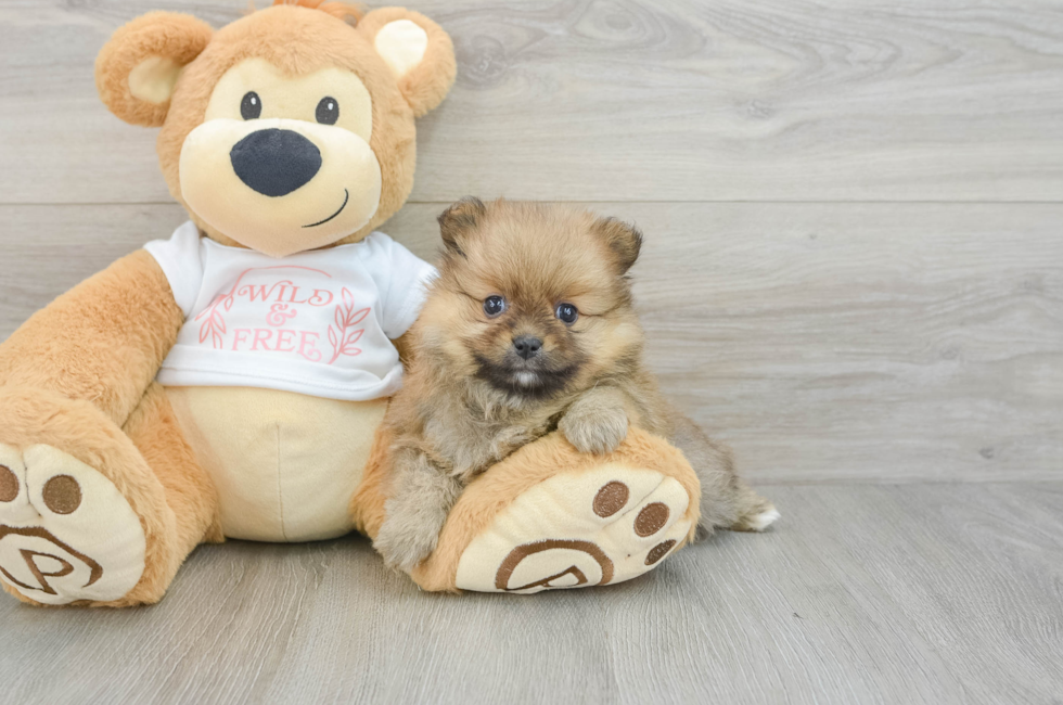 5 week old Pomeranian Puppy For Sale - Florida Fur Babies