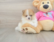 6 week old Pomeranian Puppy For Sale - Florida Fur Babies