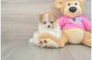 Pomeranian Pup Being Cute