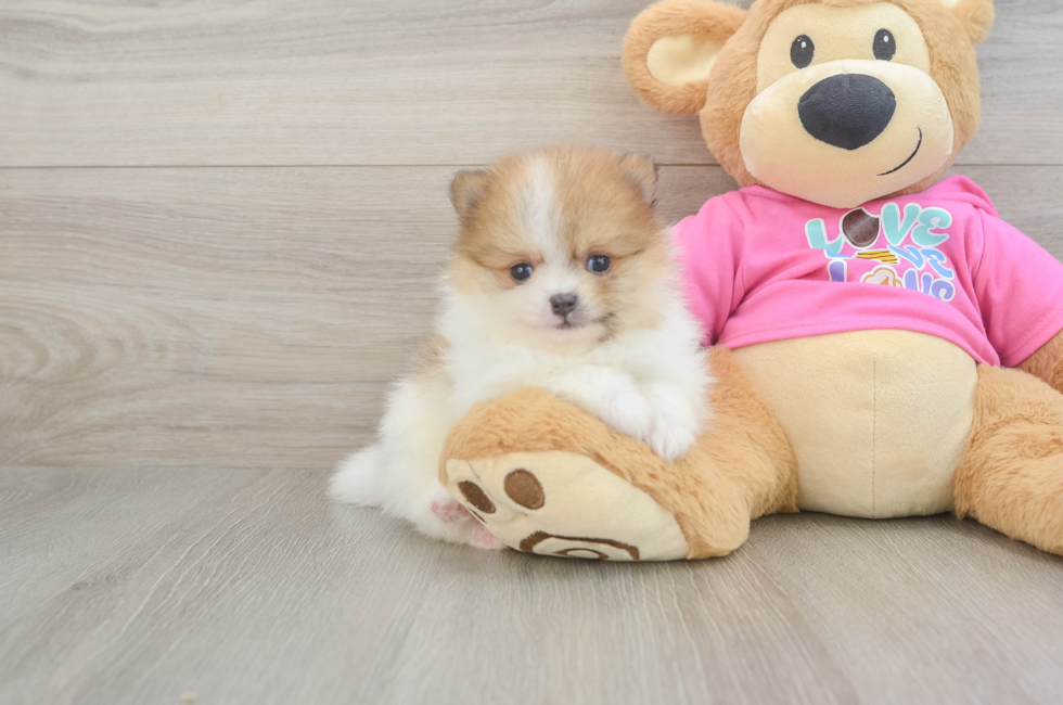 5 week old Pomeranian Puppy For Sale - Florida Fur Babies