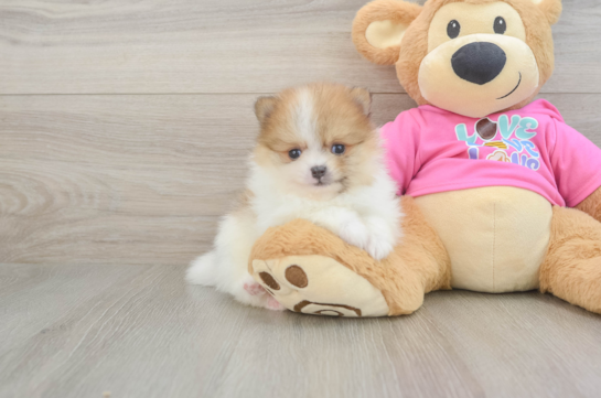 Pomeranian Pup Being Cute