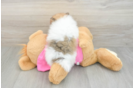 Pomeranian Pup Being Cute