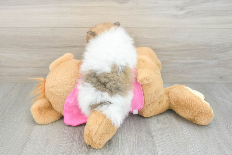 Pomeranian Pup Being Cute
