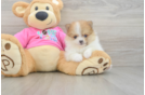 Best Pomeranian Baby
