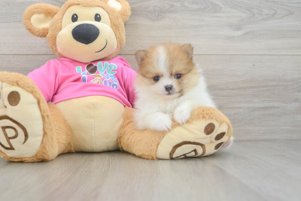 Best Pomeranian Baby