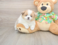 7 week old Pomeranian Puppy For Sale - Florida Fur Babies