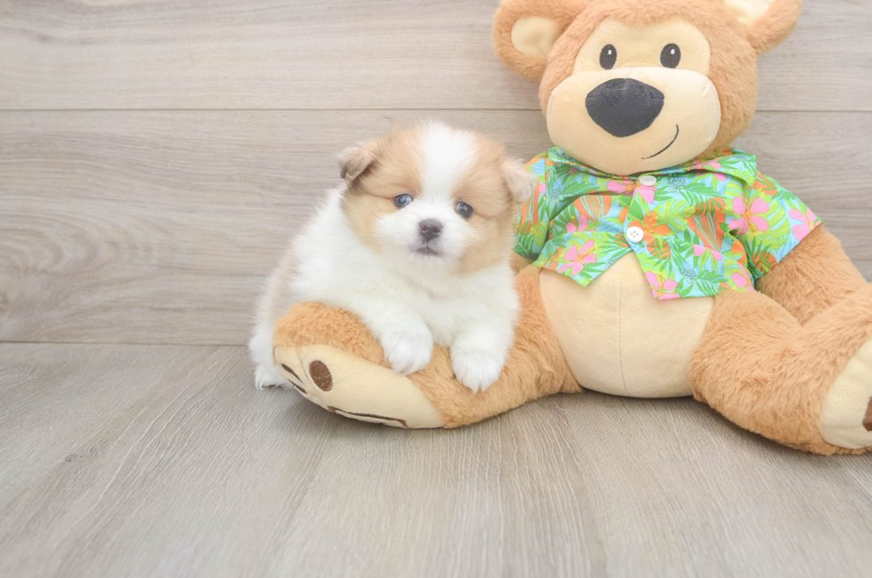 5 week old Pomeranian Puppy For Sale - Florida Fur Babies