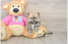 Funny Pomeranian Purebred Pup